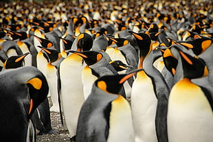 flock of Emperor penguins HD wallpaper