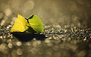 selected color photography of green leaf on the ground