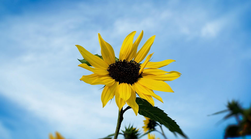 Sunflower close up photography HD wallpaper