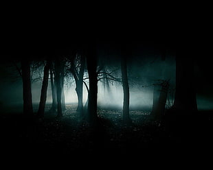 trees digital wallpaper, forest, dark, night, gloomy