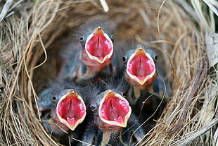 four bird hatchlings