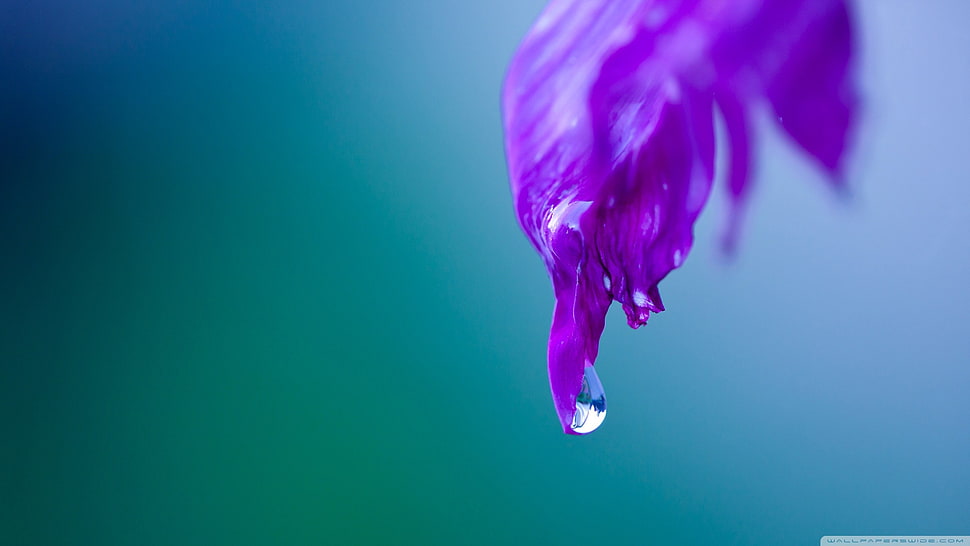 purple water drew graphic wallpaper, nature, water drops, flowers, plants HD wallpaper