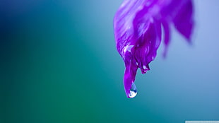 purple water drew graphic wallpaper, nature, water drops, flowers, plants