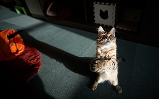 begging tabby cat on green rug HD wallpaper