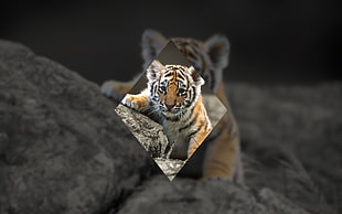 orange and black tiger cub, tiger, geometry HD wallpaper