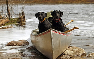 two adult black Labrador Retriever riding canoe on river during daytime