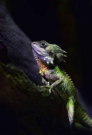 green, purple, and yellow lizard