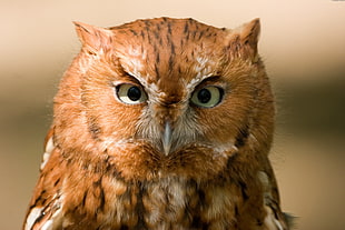 close up photography of brown owl HD wallpaper
