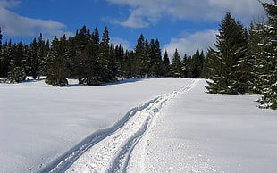 snowfield with pine trees