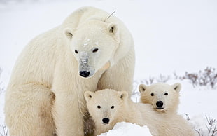 two white bear plush toys, global warming, Arctic, polar bears, animals HD wallpaper