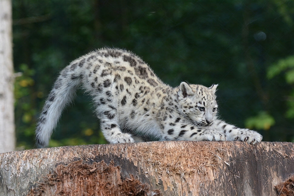 white and black leopard on a wooden platform HD wallpaper