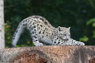 white and black leopard on a wooden platform