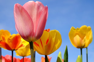 pink tulip selective focus photograph HD wallpaper