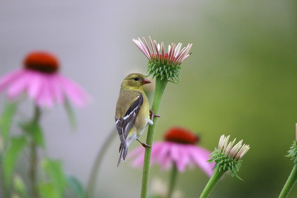 green and black short-beak bird perched on red petaled flower, american goldfinch HD wallpaper