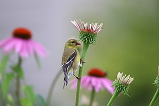 green and black short-beak bird perched on red petaled flower, american goldfinch