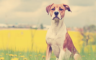 shallow depth of field photo of adult short-coated white and tan dog near grass field