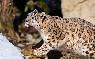 close up photograph leopard animal