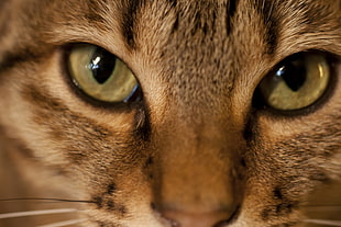 close up photo of brown tabby cat