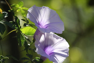 inclosed up photo of purple flowers