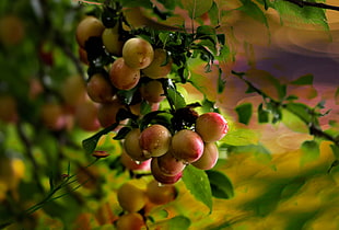 red fruits, nature
