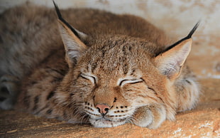 closeup photo of sleeping Bengal