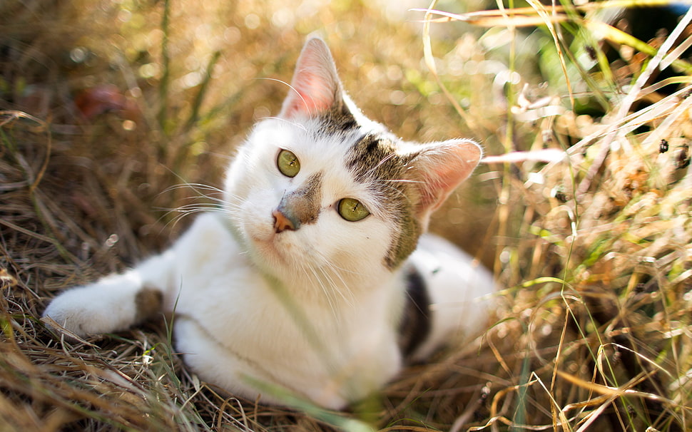 white and brown cat HD wallpaper