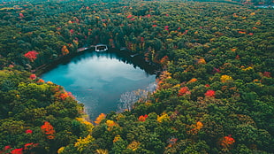 aerial view of lake in the middle of forest HD wallpaper