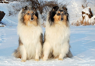 two tri-color medium coated dogs
