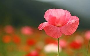 pink 3-petaled flower close up photo