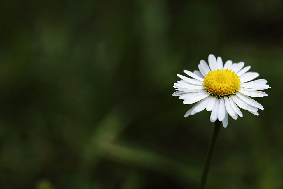 white daisy flower, Daisy, Flower, Stem HD wallpaper