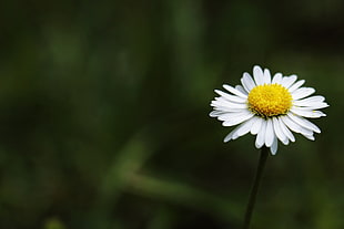white daisy flower, Daisy, Flower, Stem