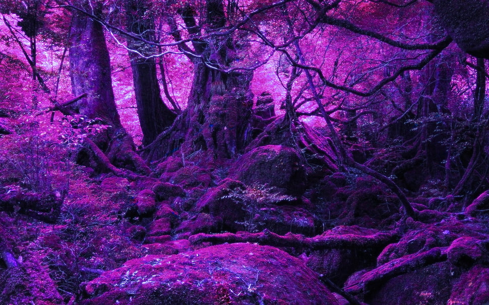 forest wallpaper, forest, nature HD wallpaper