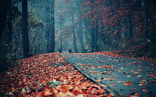 brown leaves on gray road