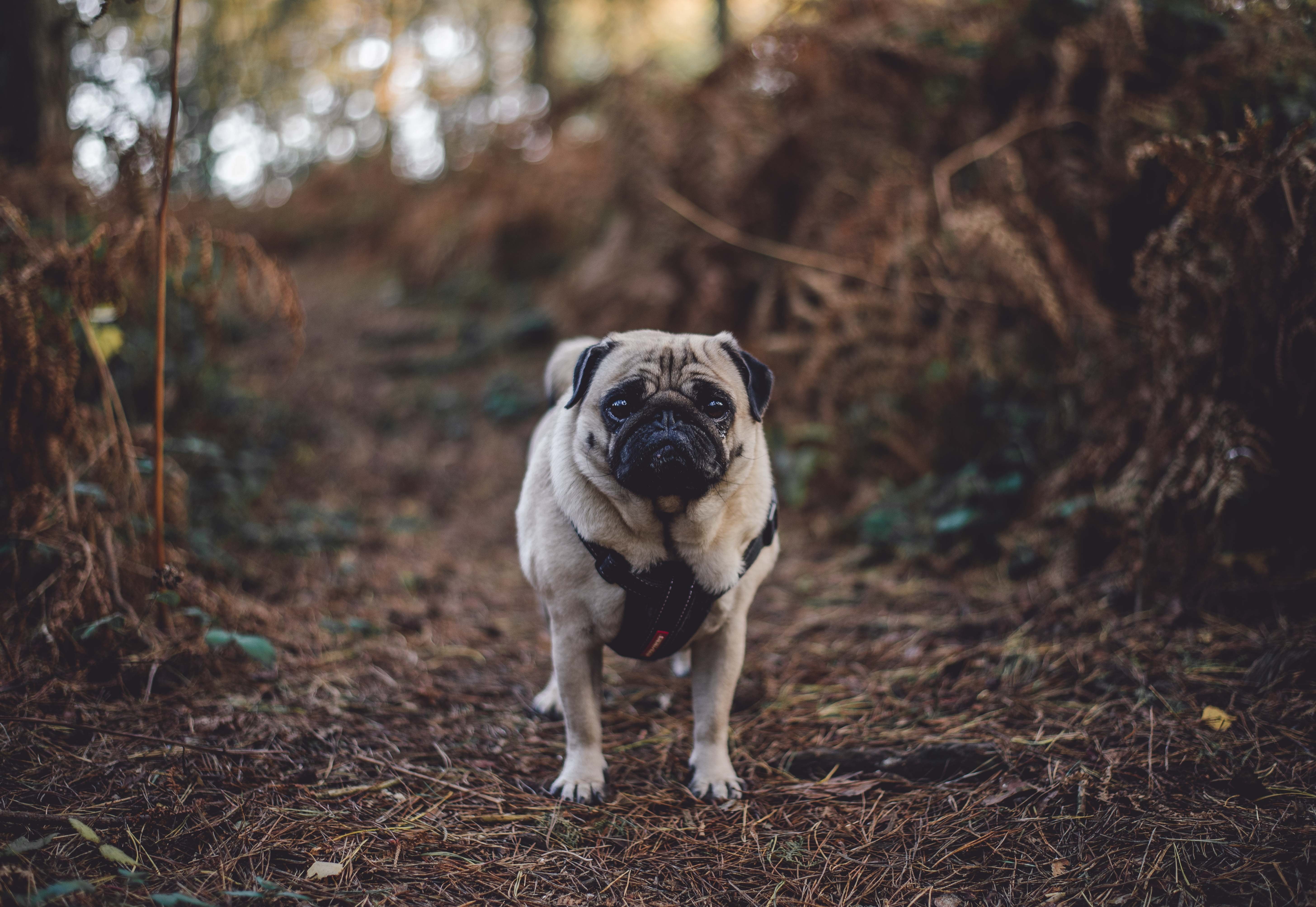 Fawn pug dog, Pug, Dog, Walk HD wallpaper | Wallpaper Flare