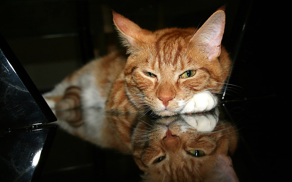 Orange Tabby Cat HD wallpaper