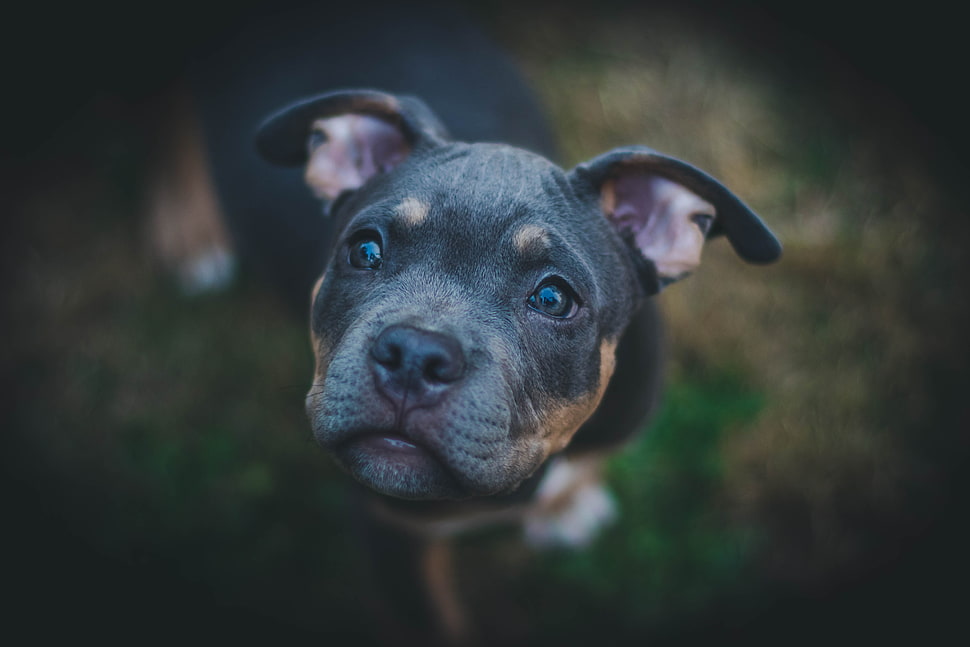 medium short-coated black and brown dog HD wallpaper