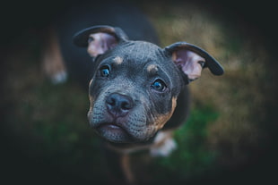 medium short-coated black and brown dog
