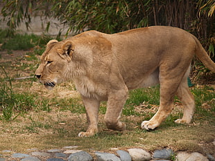 female lion during day time