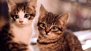 two gray tabby kittens, cat, animals, baby animals, kittens HD wallpaper