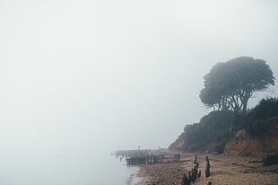 beach seashore surrounded with fogs