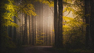 trees in the forest with sun rays graphic wallpaper