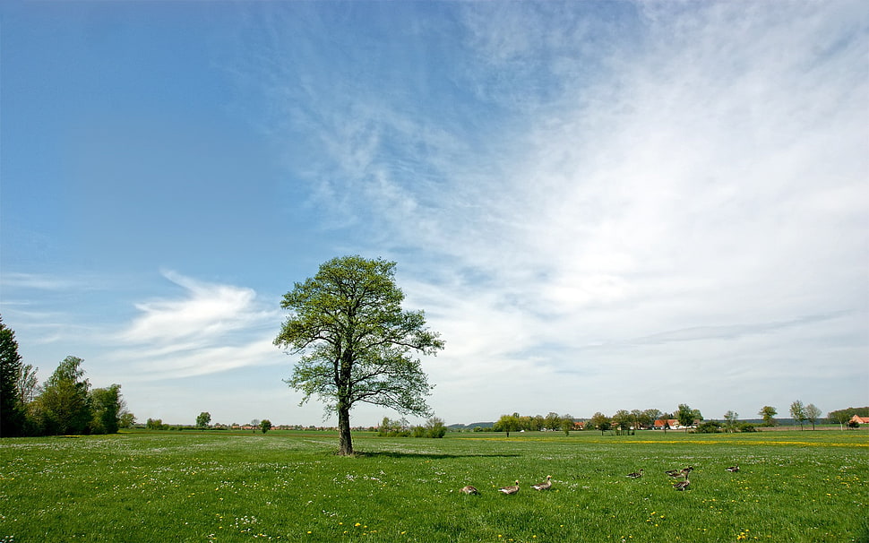 green leafed tree, landscape, sky, trees, clouds HD wallpaper
