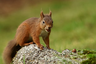 selective focus photography of brown squirrel