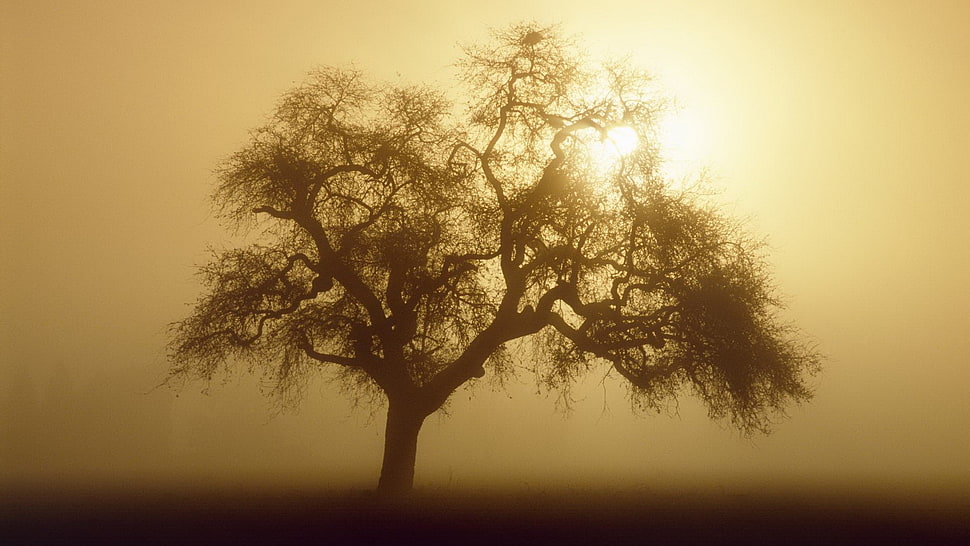 tree painting, trees, landscape, sunlight HD wallpaper