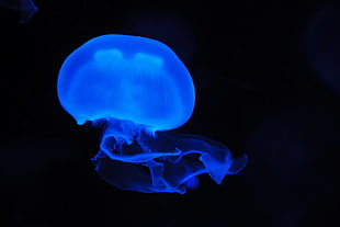 Blue Jellyfish HD wallpaper