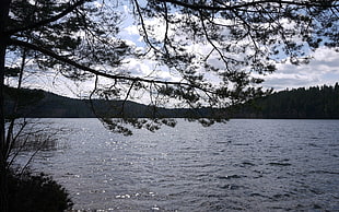 silhouette of tree branches with body of water on background