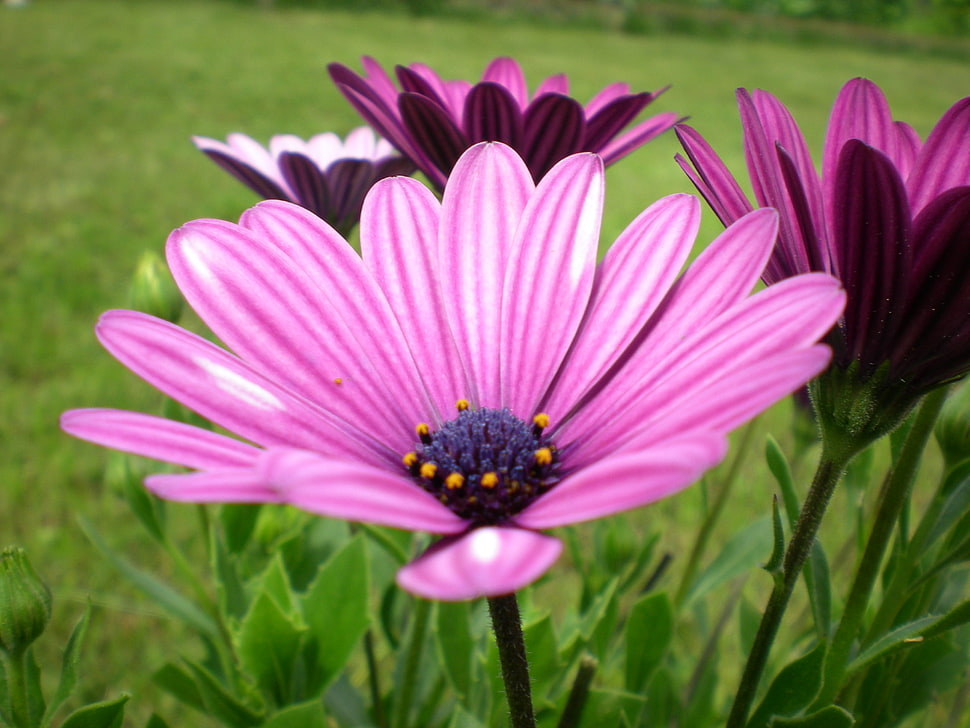 close up photo of purple daisy flower on green grass field HD wallpaper