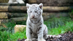 white and grey tiger cub, animals, nature, white tigers HD wallpaper