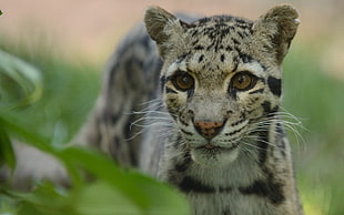 shallow focus photography of cheeta