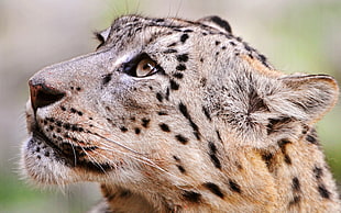 close photo of brown and black cheetah